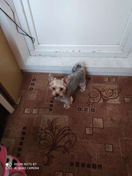 Возьму йорка в дар