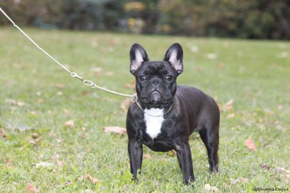 Французский бульдог подрощенная девочка в Москве фото 17
