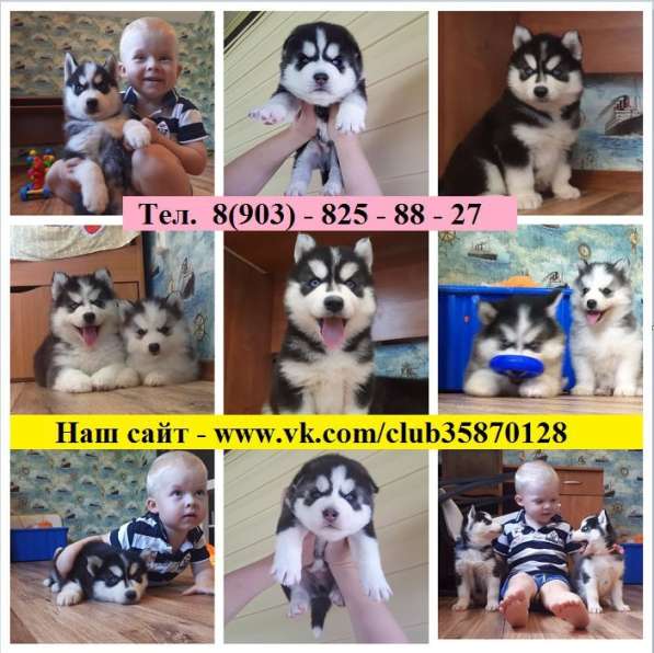 Щеночки хаски и кобели для вязки