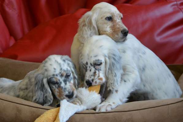 Английский сеттер щенки из элитного питомника в Москве фото 148