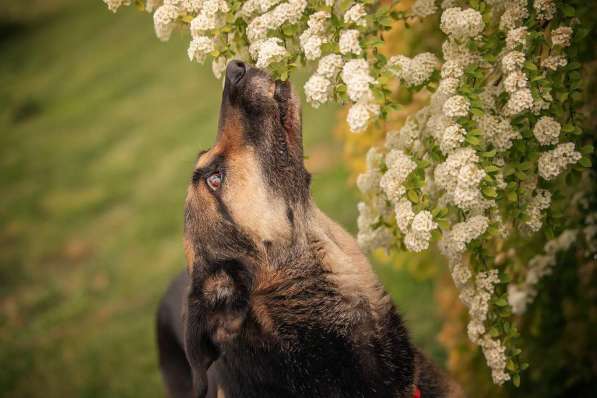 Ласка - дружелюбная, совершенно неконфликтная мудрая собака в Москве фото 7