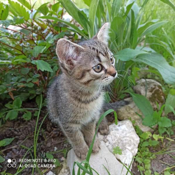 Отдам в добрые руки замечательных котят в Орехово-Зуево фото 4