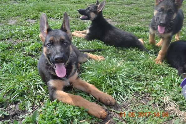Щенки овчарки ВЕО в Москве фото 4