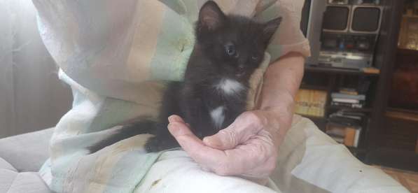 Подарю здорового котенка (самку) в Владикавказе фото 3