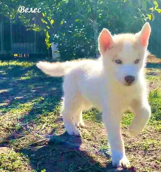 Щенки сибирский хаски в Ростове-на-Дону фото 16