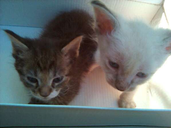 Элитный кудрявый котенок Герман-Рекс мальчик в Санкт-Петербурге фото 44