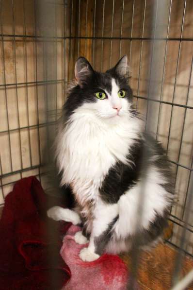 Кот Борис хочет сделать вас счастливее в Москве фото 3