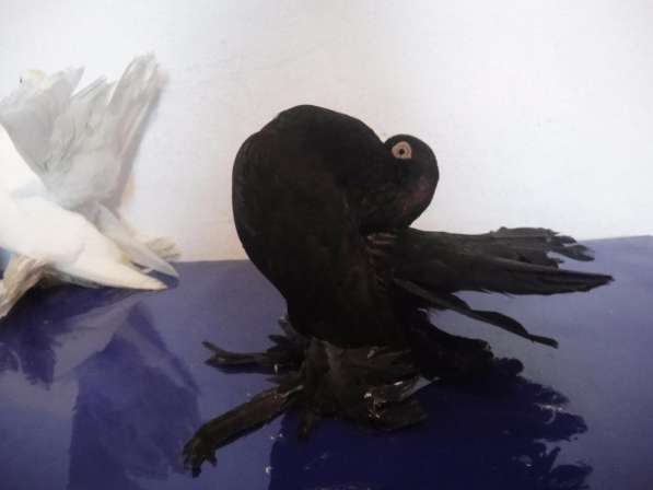 Продам голубей порода Ростовские Статные в фото 11