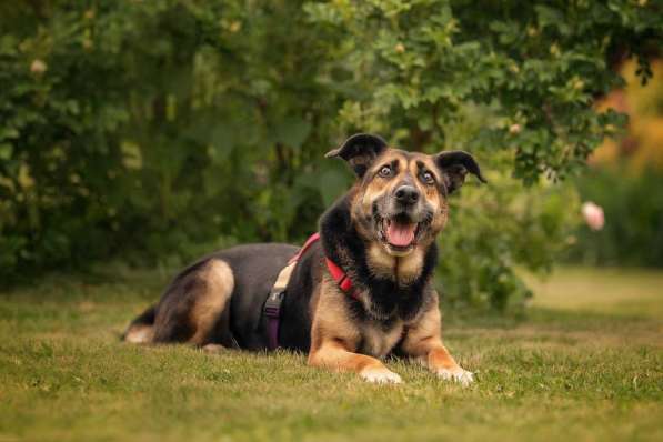 Ласка - дружелюбная, совершенно неконфликтная мудрая собака в Москве фото 16