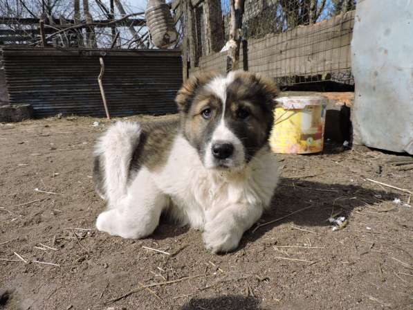 Азиаты-алабаи в Орле фото 9