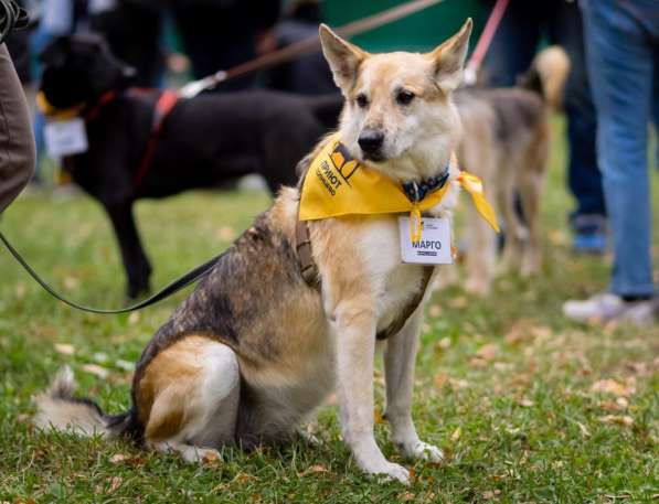 Собака Марго ищет дом в Москве