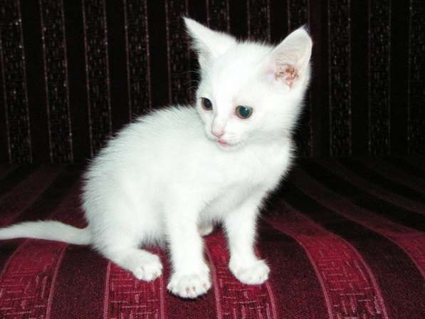 Чудесная киса ищет дом! в Москве фото 3