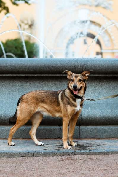 Очаровательная собачка компактного размера в Санкт-Петербурге фото 65