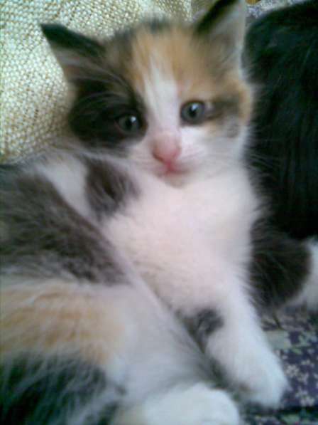 Отдам котят в добрые руки в фото 5