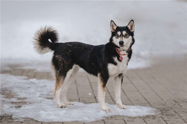 Супер-собака Урса в добрые руки! в Москве фото 13