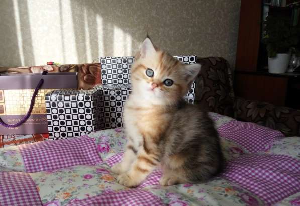 Британские котята в Санкт-Петербурге фото 8