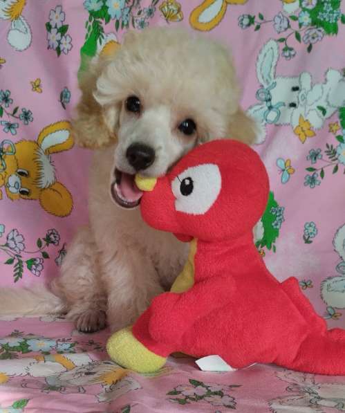 Пудель. Apricot в фото 4