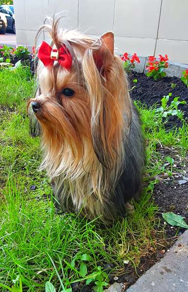 МИНИ МАЛЬЧИК РКФ в Москве фото 8