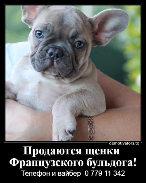 Очаровательные щеночки французского бульдога в фото 22