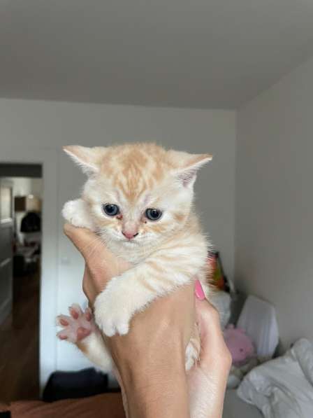 Шотландские вислоухие котята в фото 3