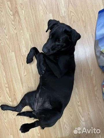 Лабрадор в добрые руки