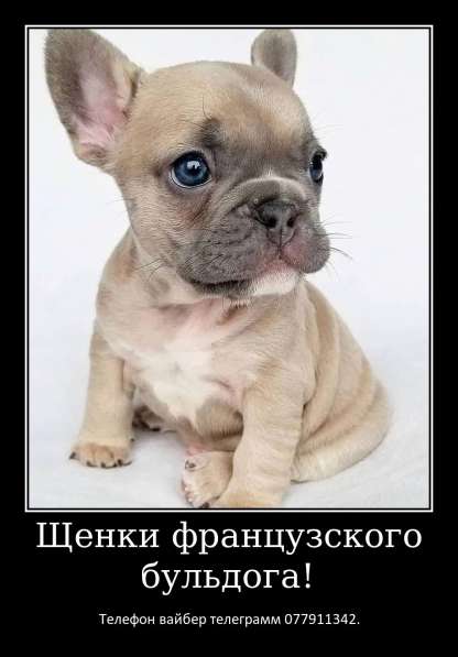 Лучший Новогодний подарок это щенок французкого бульдога! в фото 8