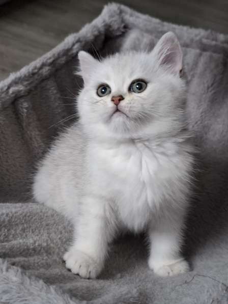 Британские котята в фото 18