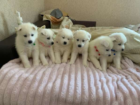 Щенки самоеда