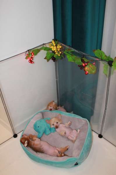 Щенок КХС в Москве фото 10