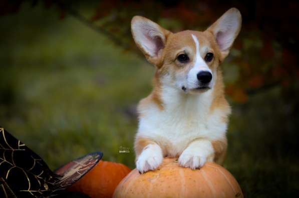 Щенки вельш корги пемброк