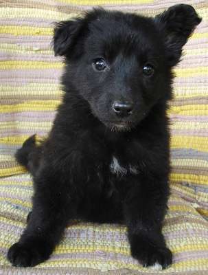 Щенки 2,5 месяца, мальчики в Санкт-Петербурге фото 5