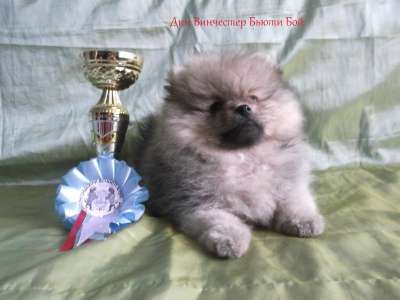 Продается щенок померанского шпица в Калининграде фото 5
