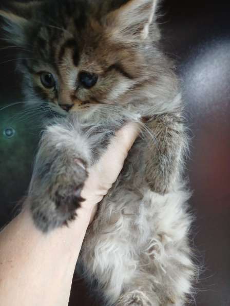 Отдам даром