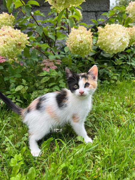 Котята ищут новый дом! в Калининграде