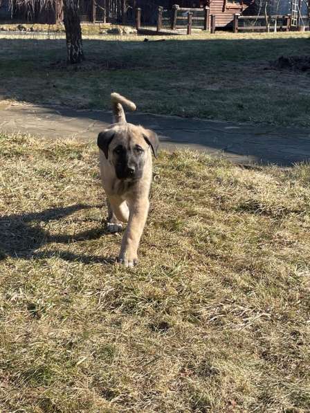 Щенки турецкого кангала в Москве фото 5