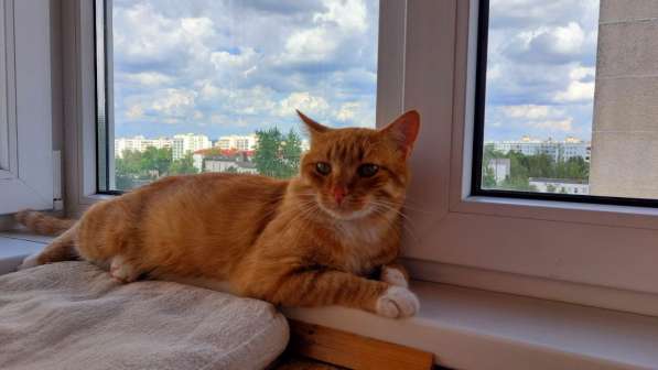 Рыжий умница в дар! в фото 7