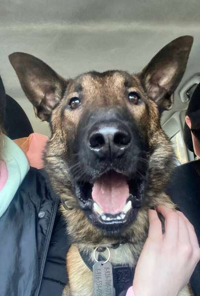 Красавчик Анзор ищет дом в Москве фото 8