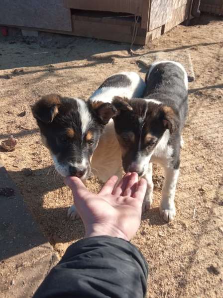 Маленькие хорошенькие хвостики в Санкт-Петербурге фото 4