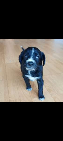 Щенки спанеэли без оплаты в Москве фото 7