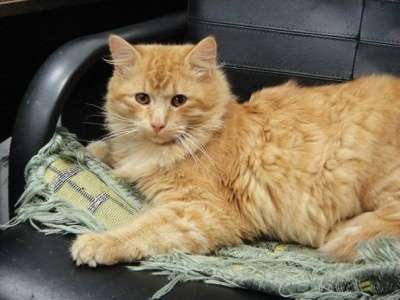 Отдам даром Рыжий красавец Марк в Санкт-Петербурге фото 4