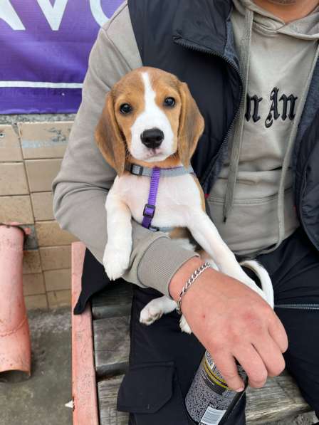 Щенок Бигль в Челябинске