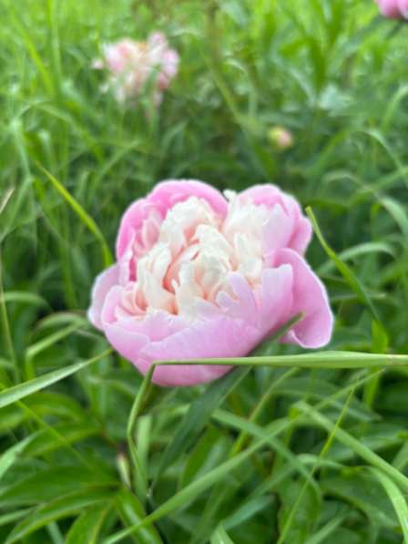 Пионы в Москве фото 3