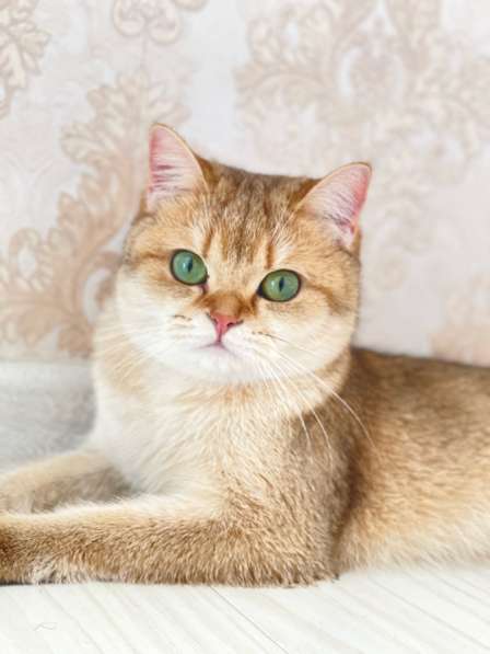Срочно нужен кот на Вязку