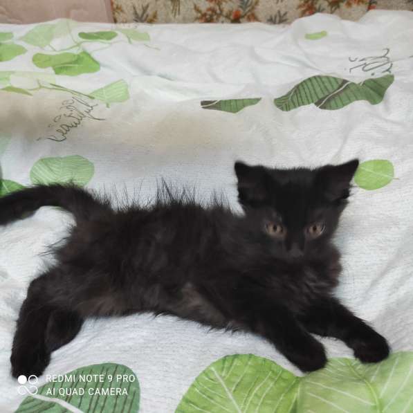 Котята в добрые руки в фото 12