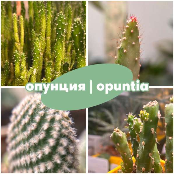 Опунция