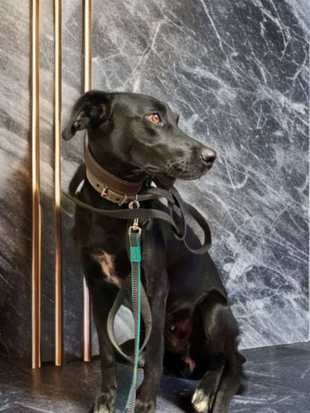 Собака нереальной красоты в Санкт-Петербурге фото 14