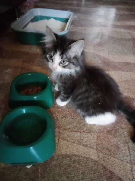 Отдам котенка в хорошие руки