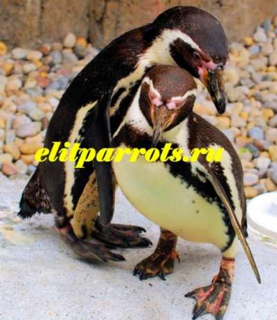 Пингвины из питомников Испании,ФРГ