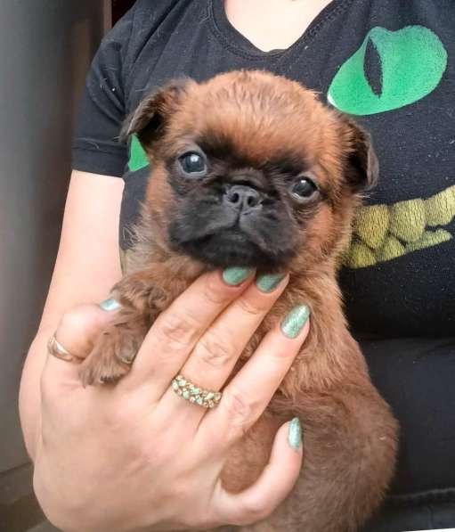 Рыжий мальчик пти-брабансон