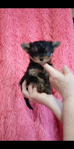 Yorkshire terrier. Mini girl's в 